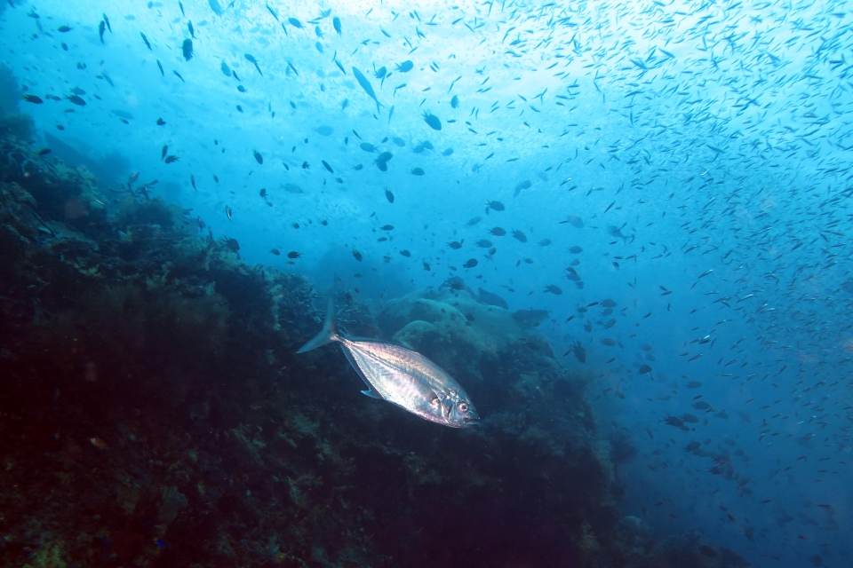 Carangoides plagiotaenia