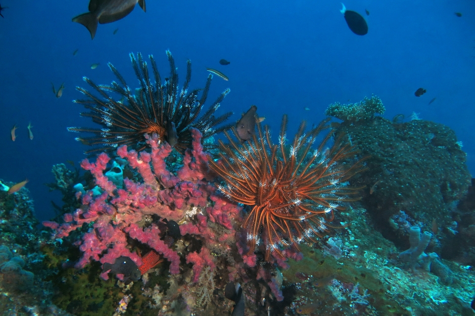 Richesse de la vie sous marine