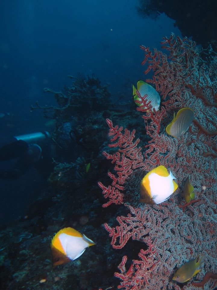 Chaetodon polylepis, Solenocaulon akalyx