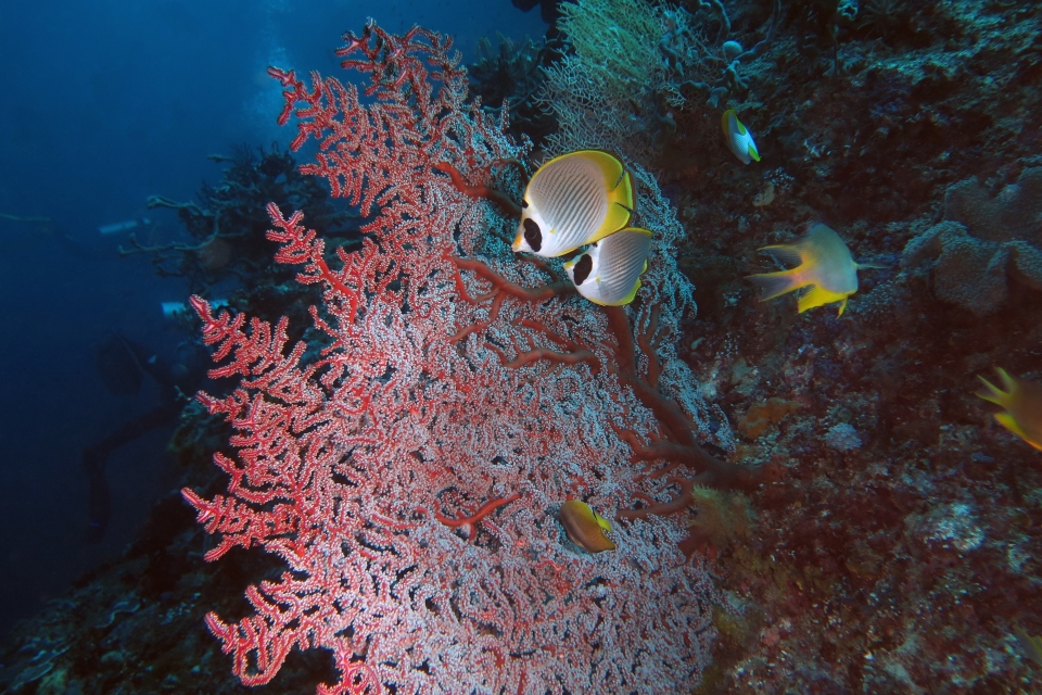 Chaetodon adiergastos, Solenocaulon akalyx