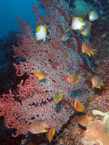 Amblyglyphidodon aureus, Chaetodon kleinii, Solenocaulon akalyx