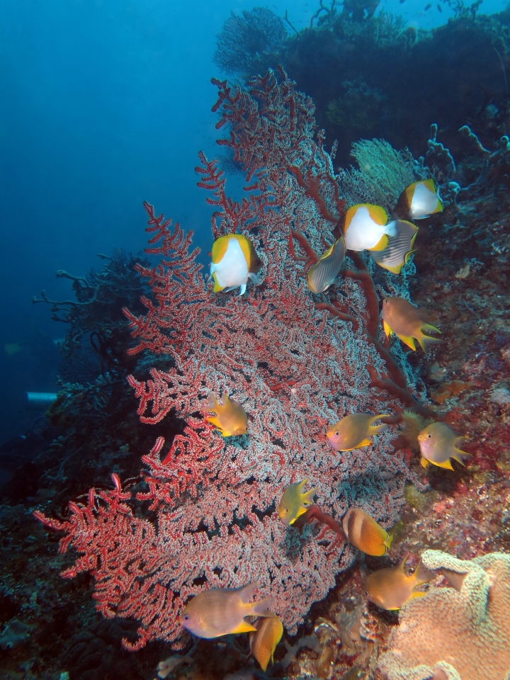 Amblyglyphidodon aureus, Chaetodon kleinii, Solenocaulon akalyx
