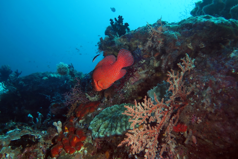 Cephalopholis miniata