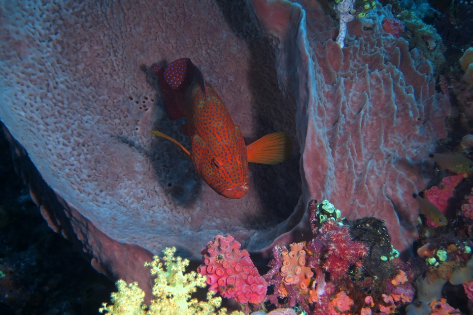 Cephalopholis miniata, Xestospongia testudinaria