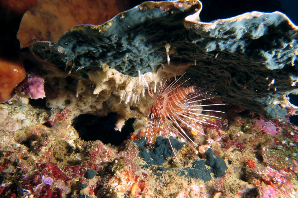 Pterois antennata