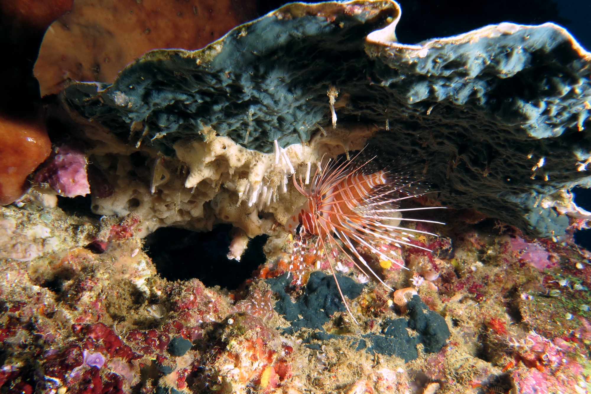 Pterois antennata