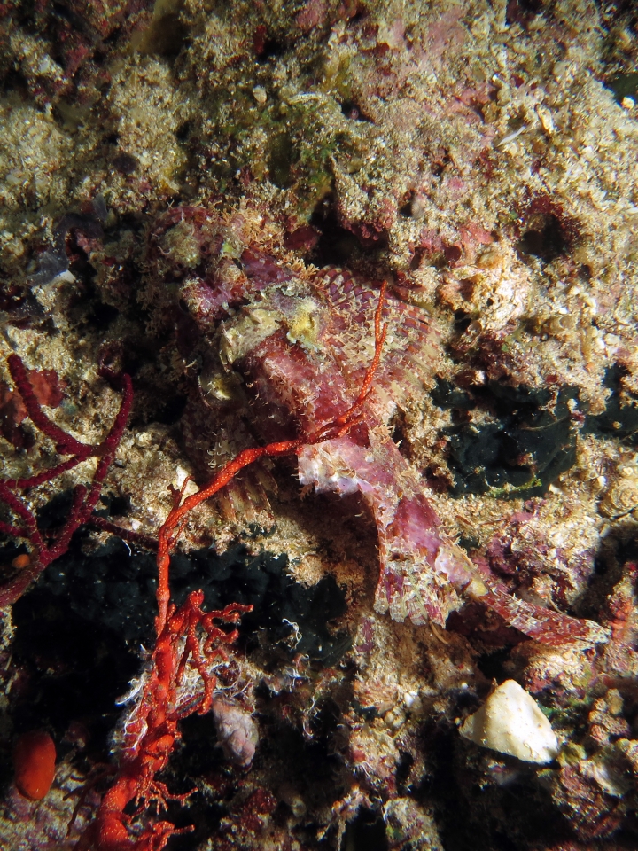 Scorpaenopsis oxycephala