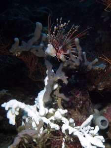 Pterois antennata, Eponge