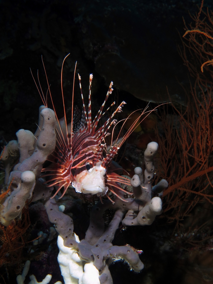 Pterois antennata, Eponge