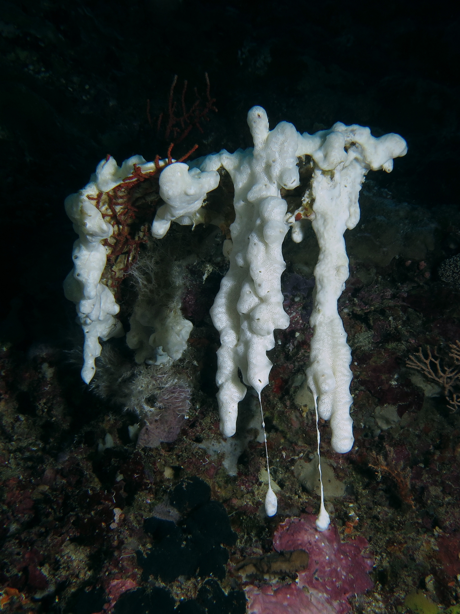 Eponges sp.