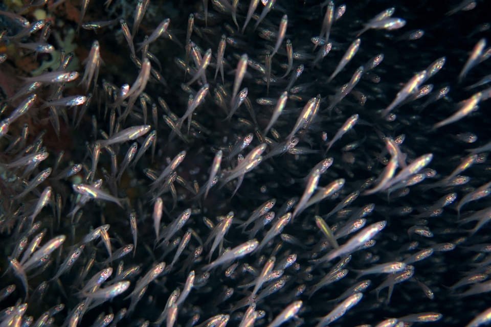 Rhabdamia gracilis