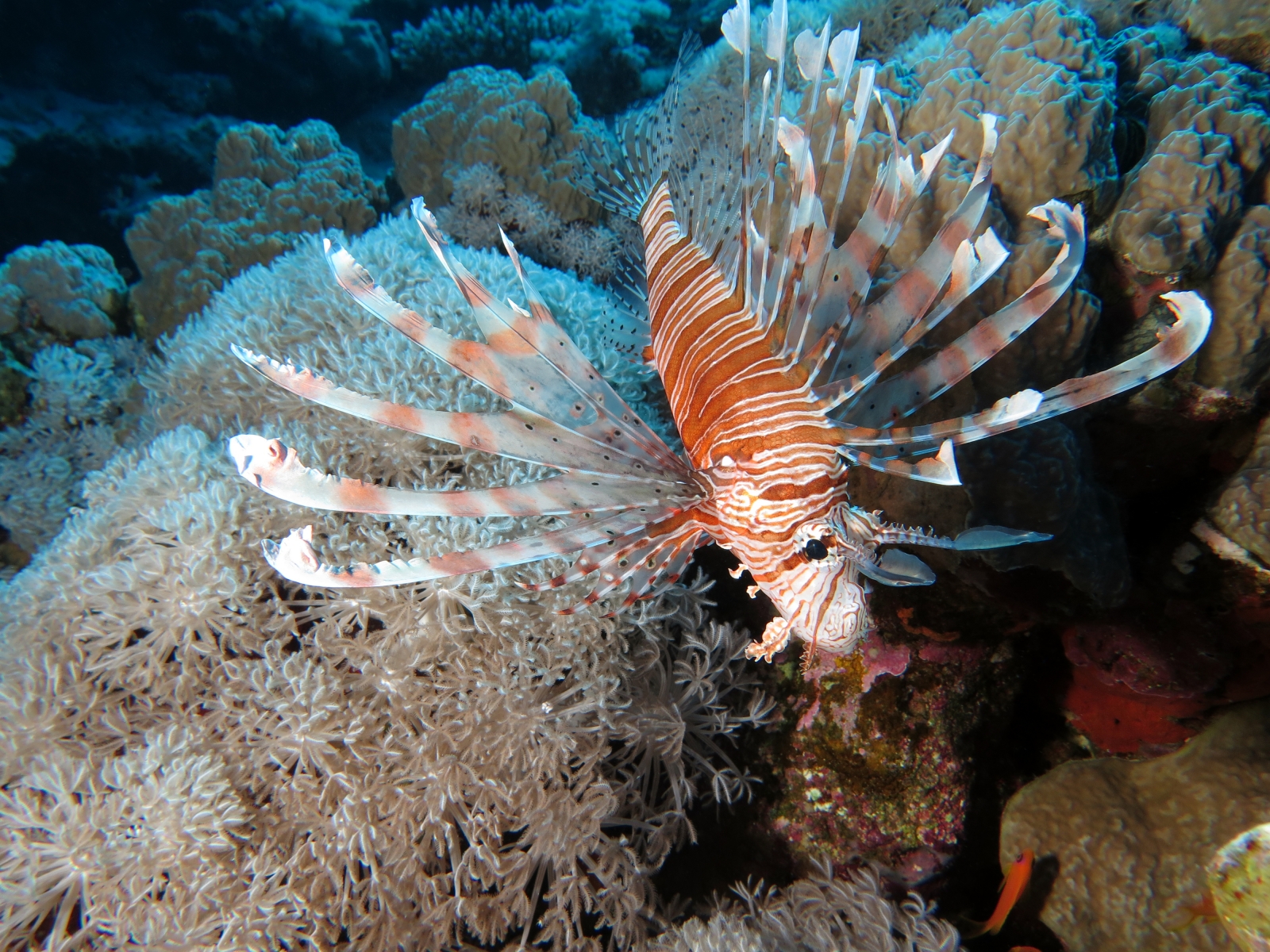 Pterois miles