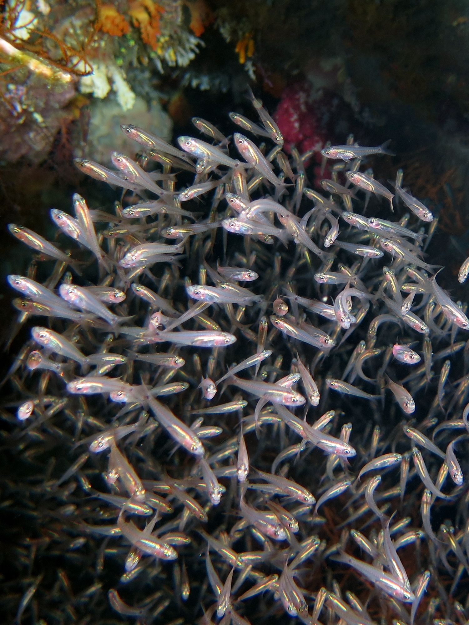 Rhabdamia gracilis