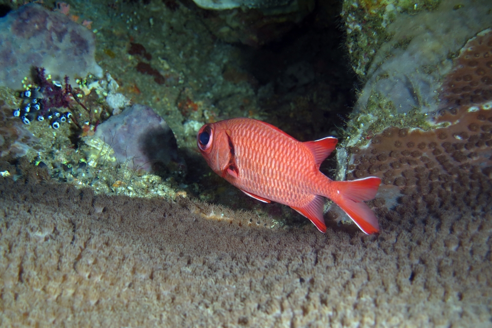 Myripristis kuntee, Turbinaria Reniformis