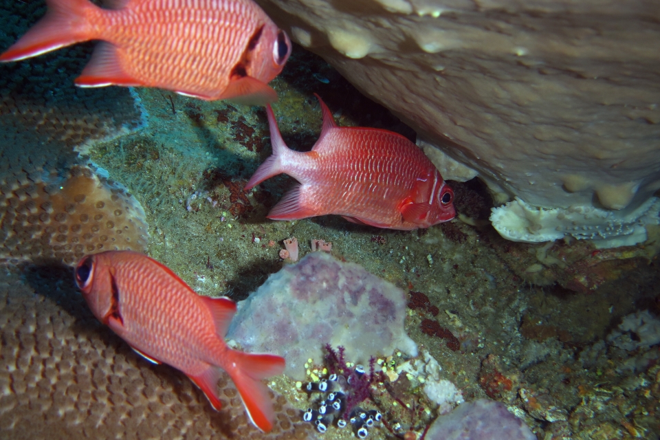 Sargocentron caudimaculatum, Myripristis kuntee