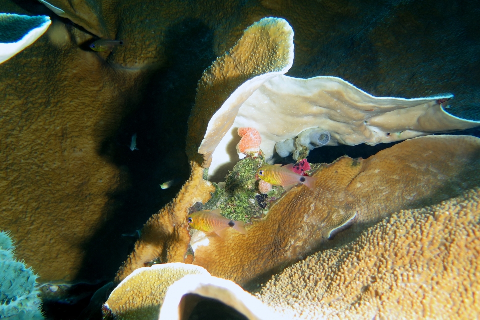 Archamia fucata, Turbinaria Reniformis