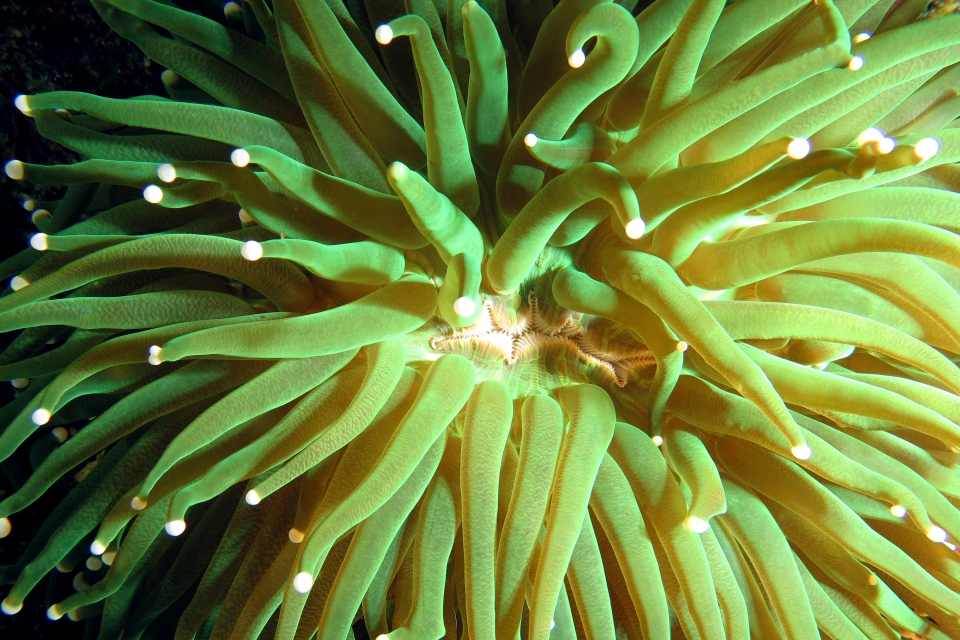 Heliofungia actiniformis
