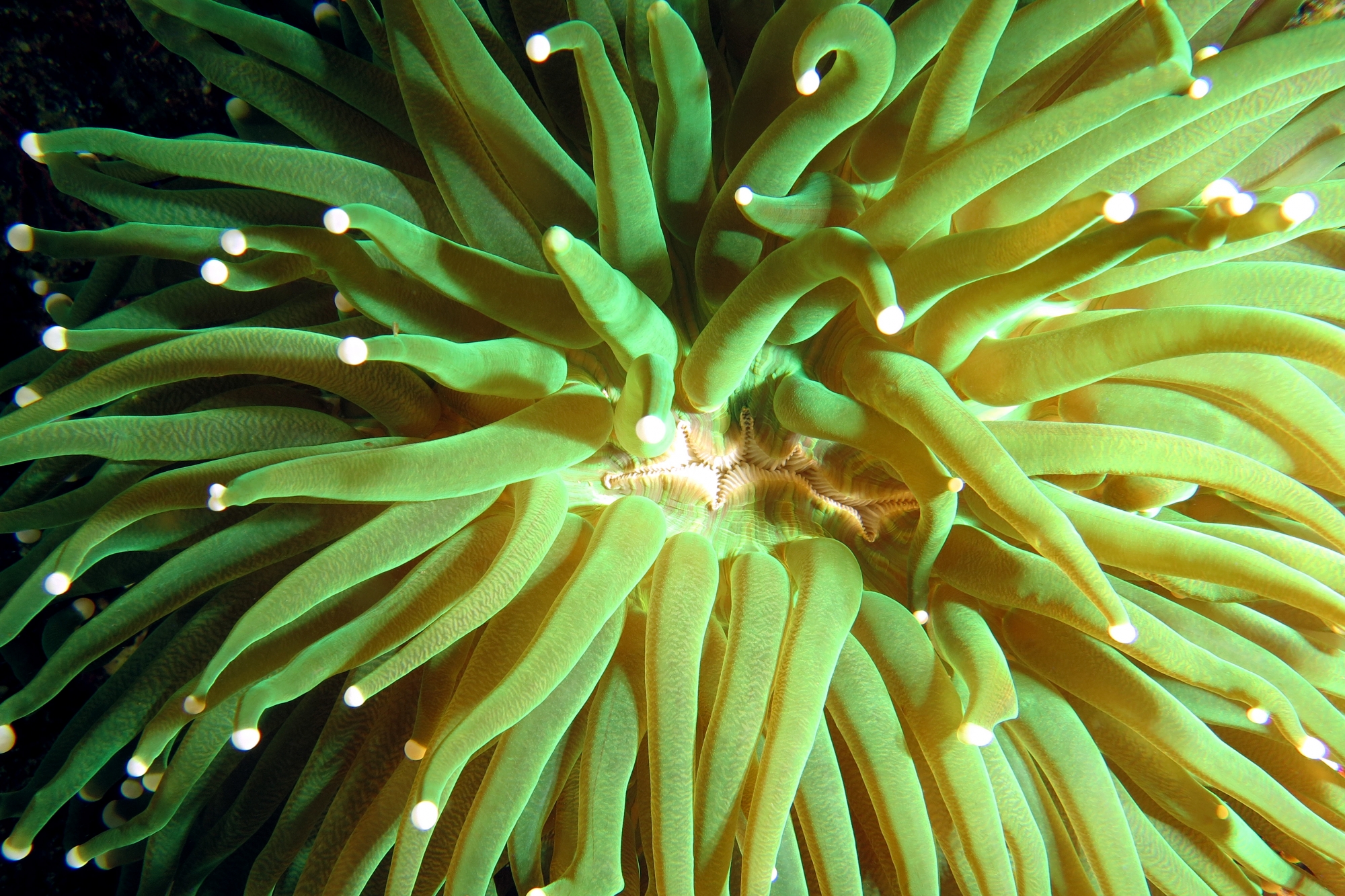 Heliofungia actiniformis