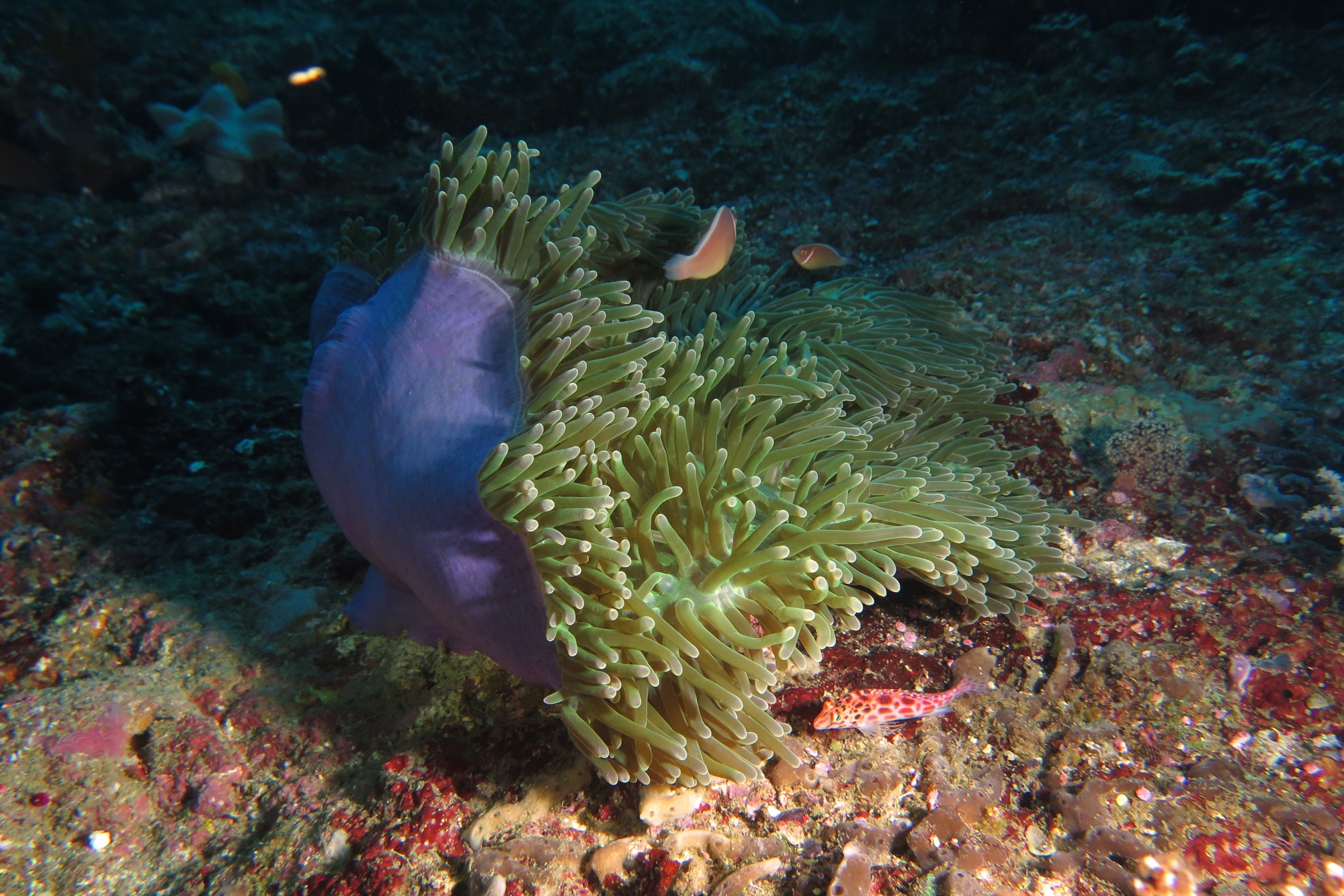 Heteractis magnifica, Amphiprion perideraion, Cirrhitichthys oxycephalus