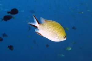 Chromis scotochiloptera