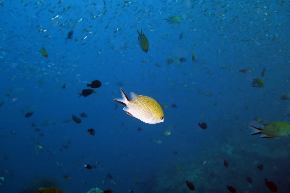 Chromis scotochiloptera