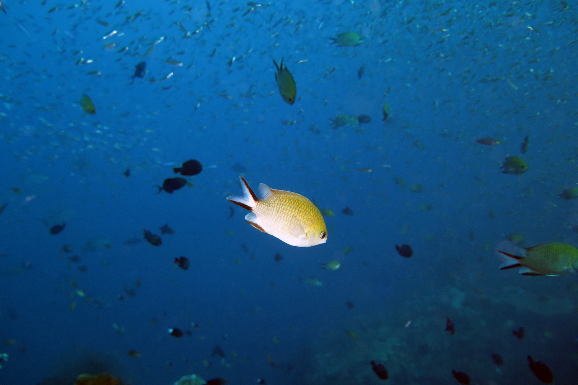Chromis scotochiloptera