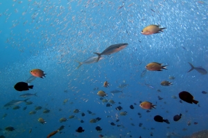 Elagatis bipinnulata, Chromis scotochiloptera, Dascyllus trimaculatus, Hypoatherina barnesi