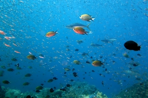 Elagatis bipinnulata, Chromis scotochiloptera, Dascyllus trimaculatus, Hypoatherina barnesi