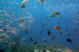 Hypoatherina barnesi, Chromis scotochiloptera, Dascyllus trimaculatus, Elagatis bipinnulata