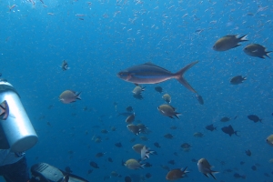 Elagatis bipinnulata, Chromis scotochiloptera