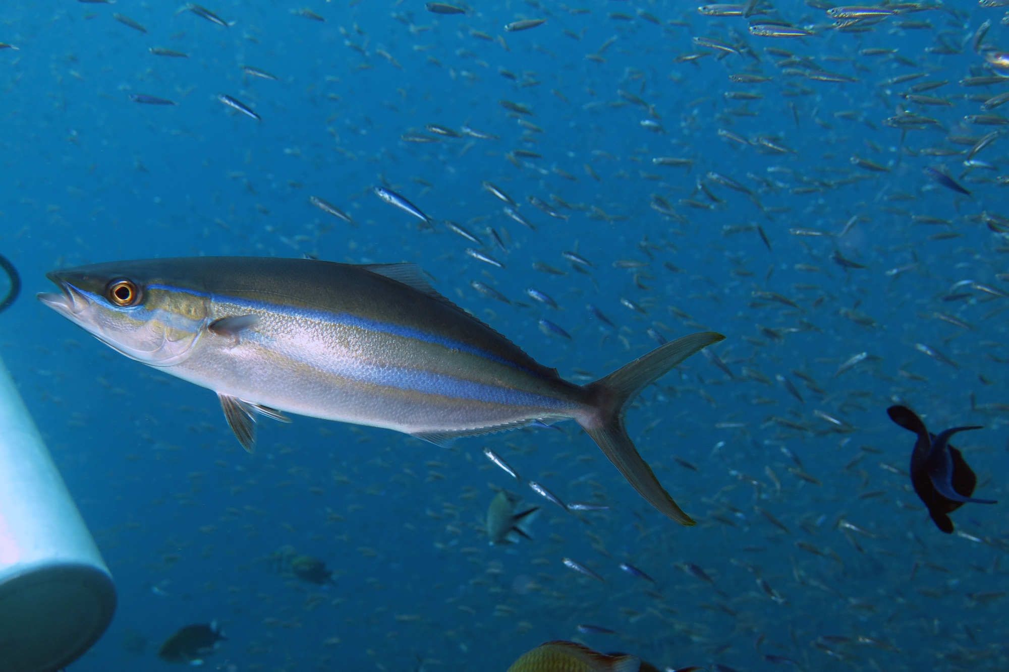 Elagatis bipinnulata, Hypoatherina barnesi