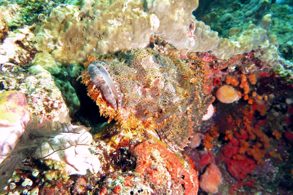 Scorpaenopsis oxycephala