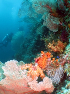 Récif corallien dominé par les gorgones