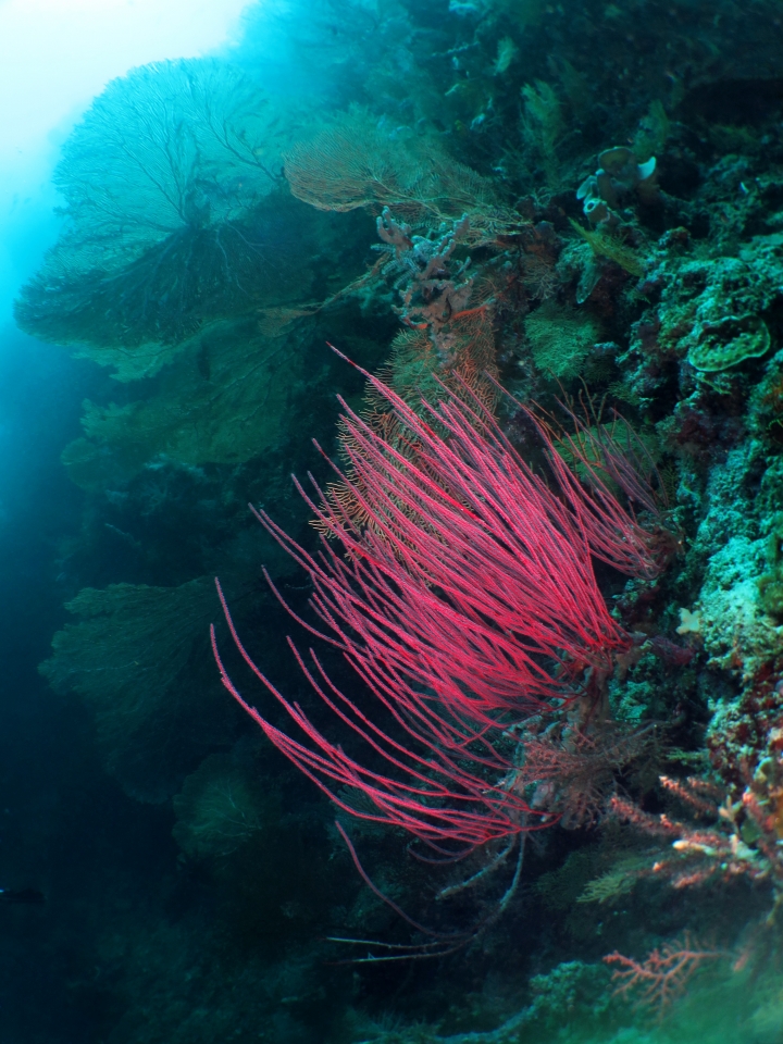 Ellisella ceratophyta