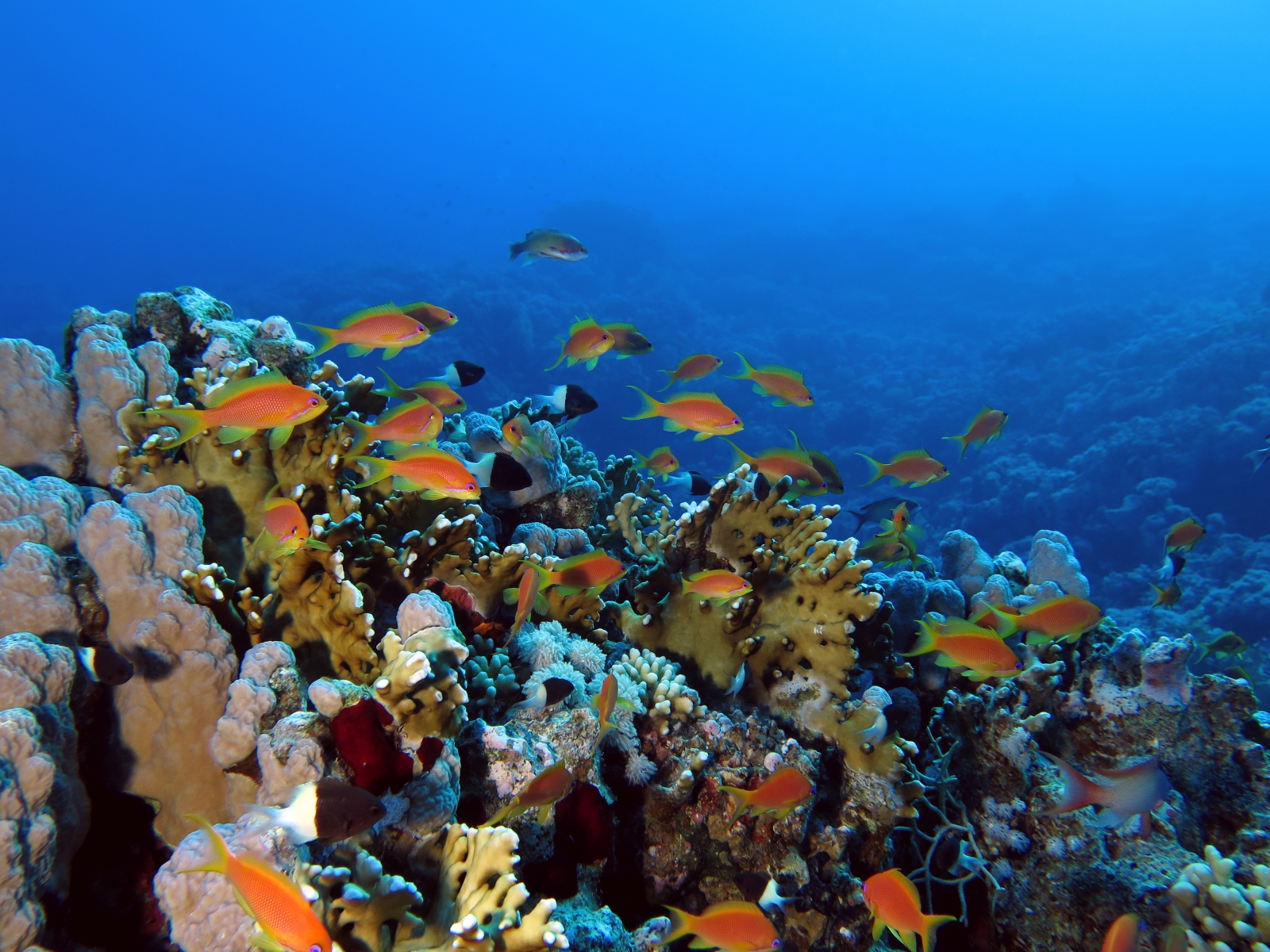 Pseudanthias squamipinnis