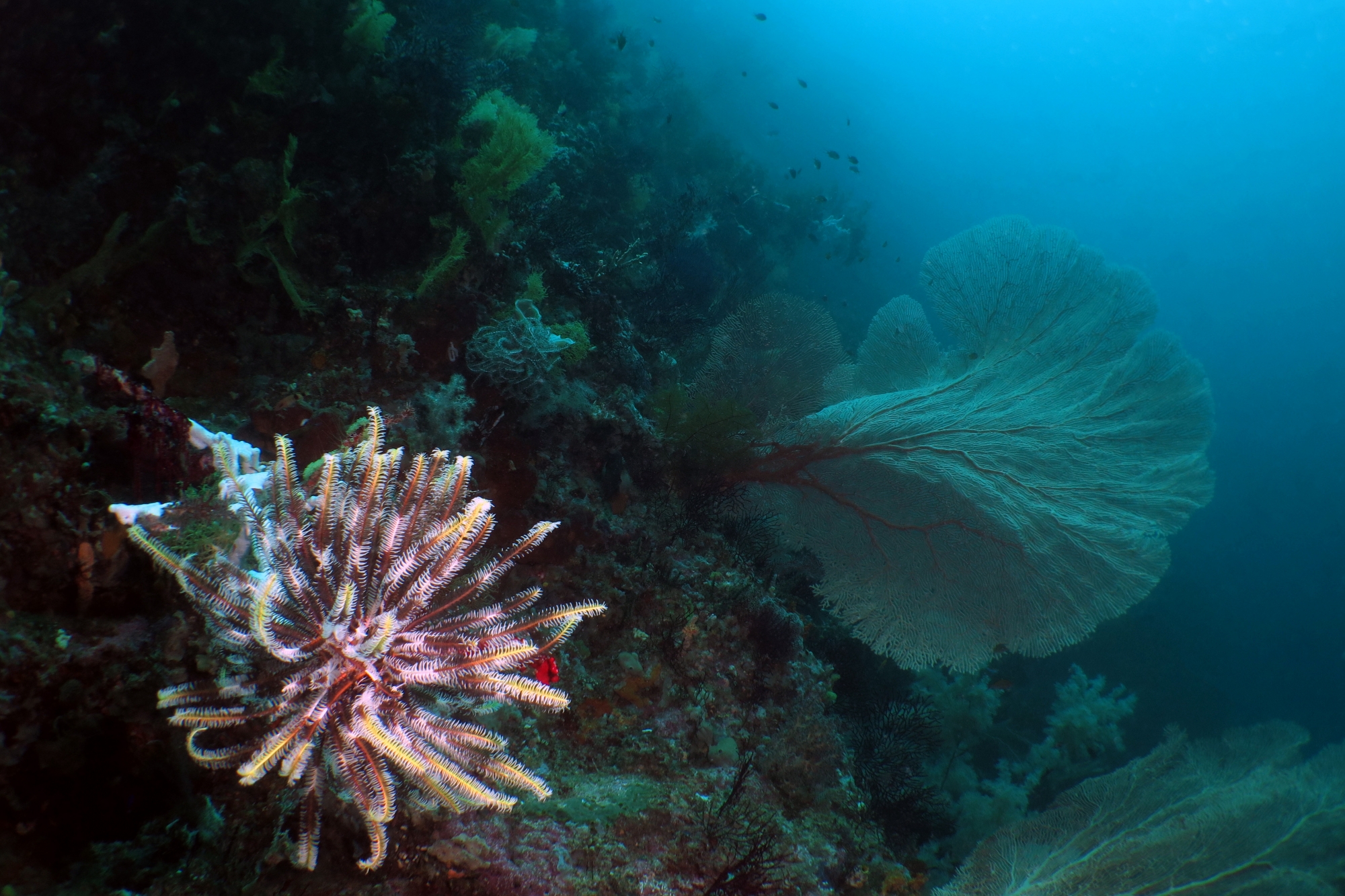 Comaster schlegelii, Annella mollis