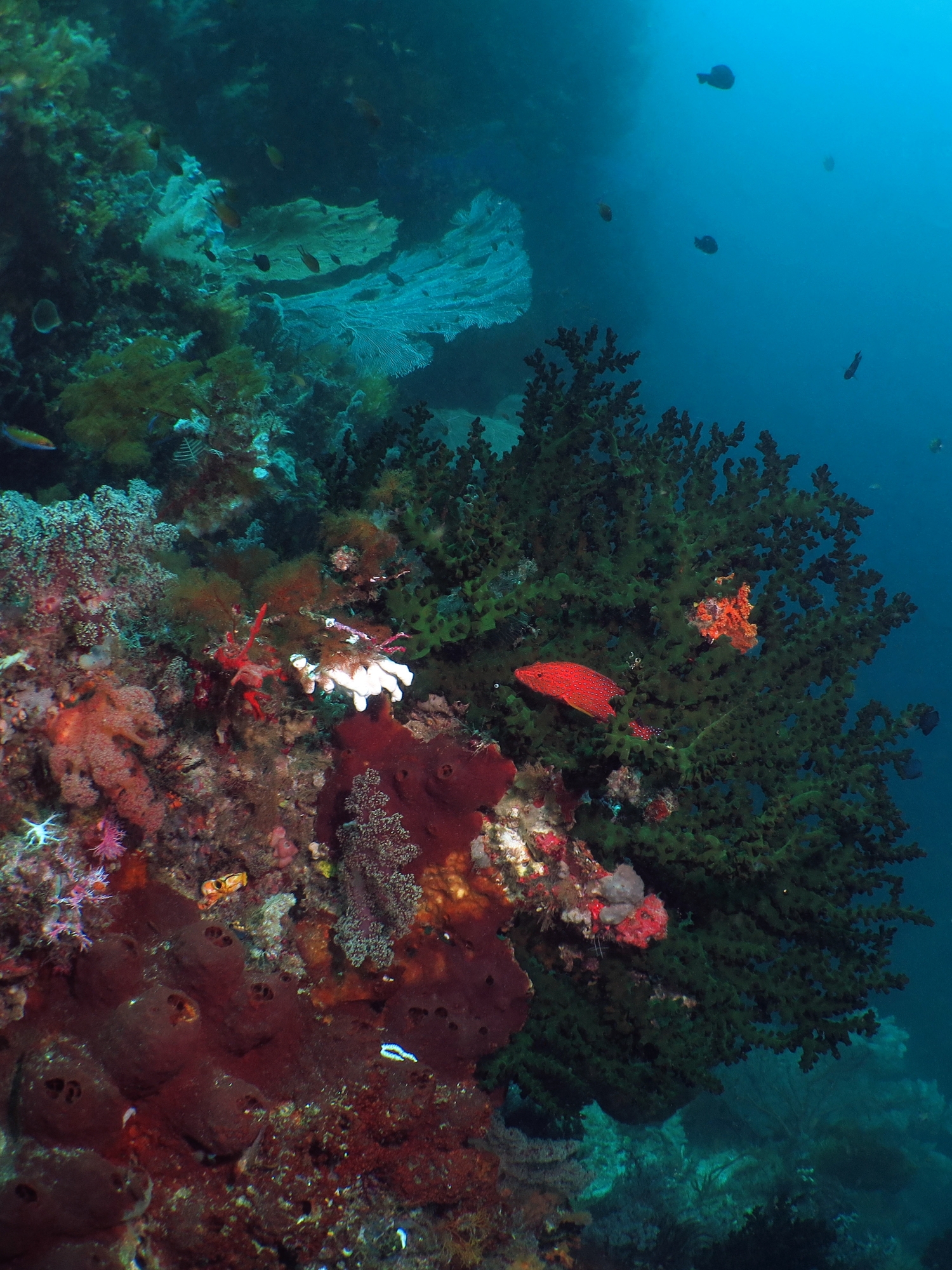 Cephalopholis miniata, Tubastraea micranthus, Theonella sp.