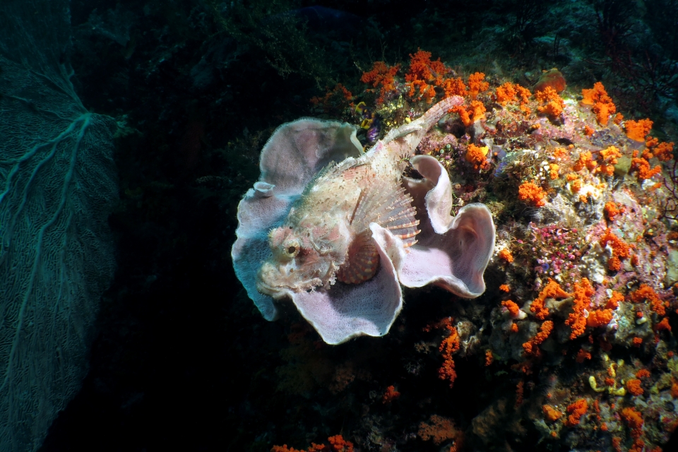 Scorpaenopsis oxycephala, Callyspongia sp.