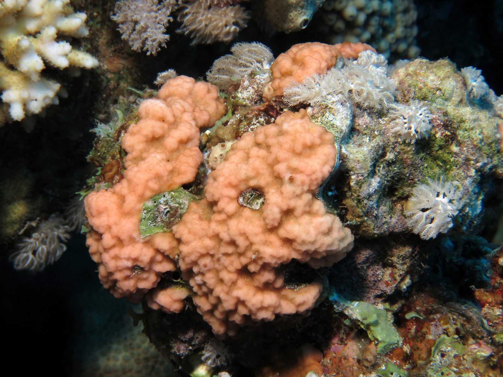 Montipora nodosa ...à confirmer