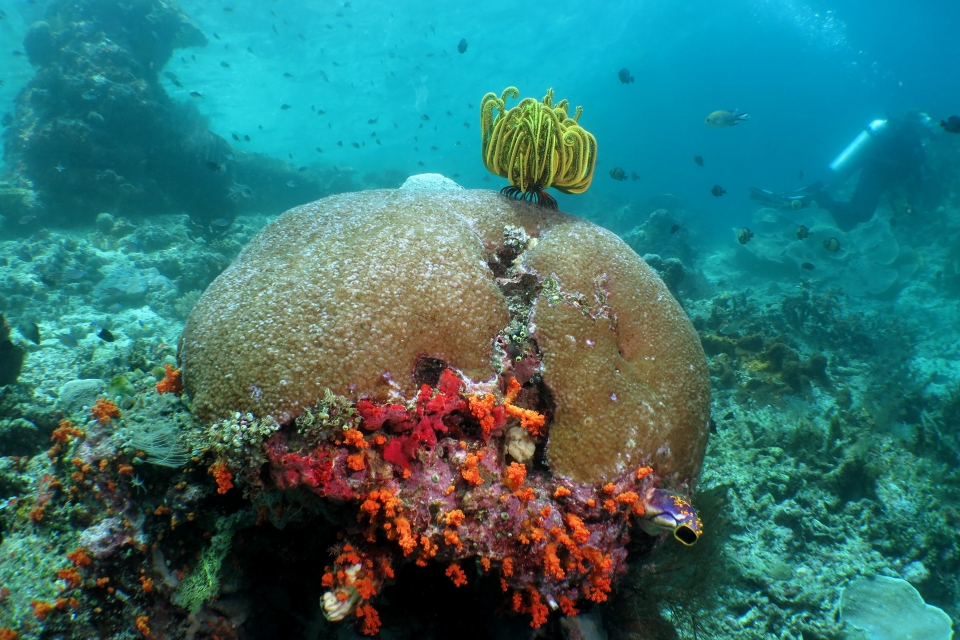 Anneissia bennetti, Astreopora myriophthalma