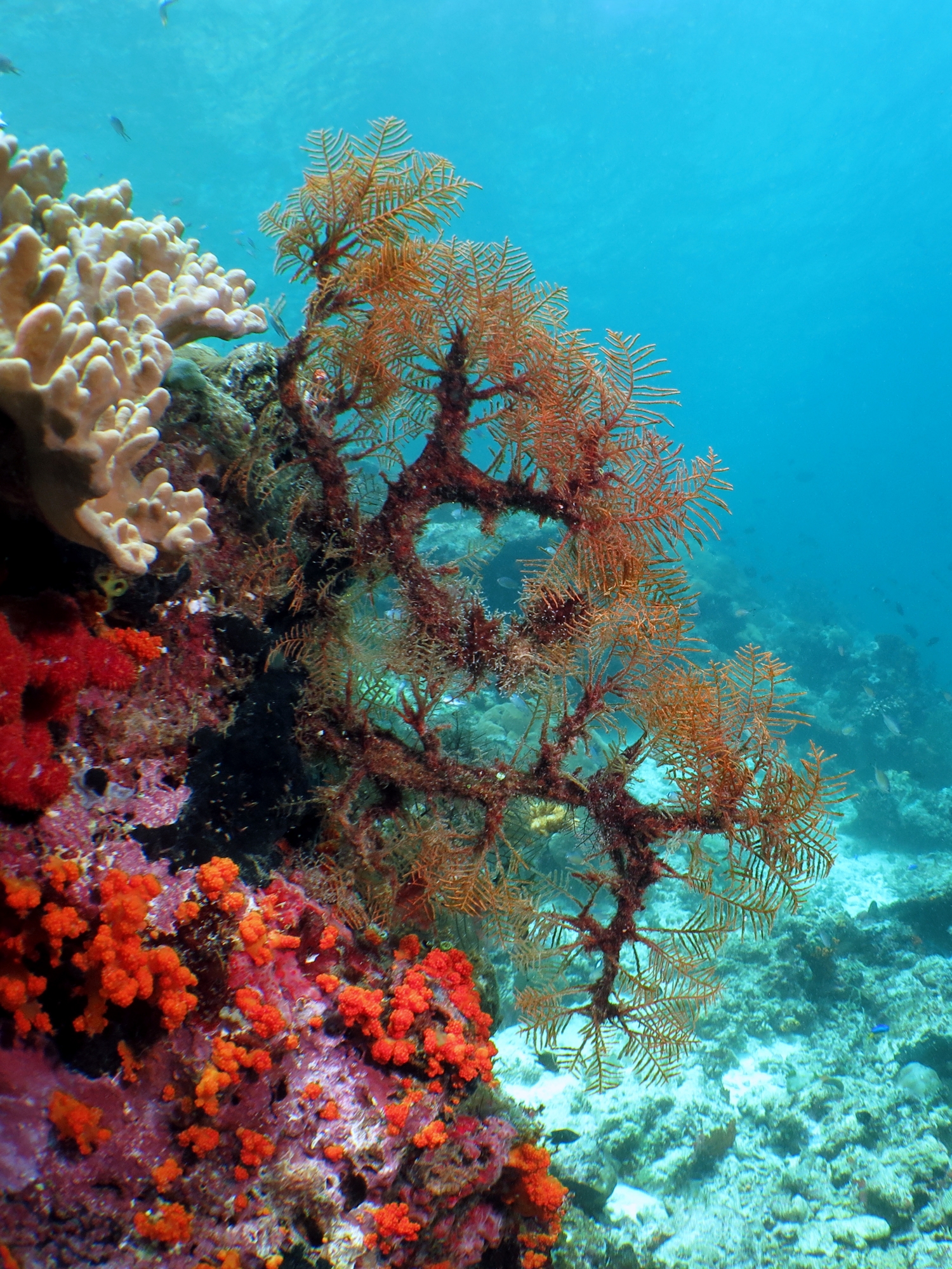 Sertularia sp.