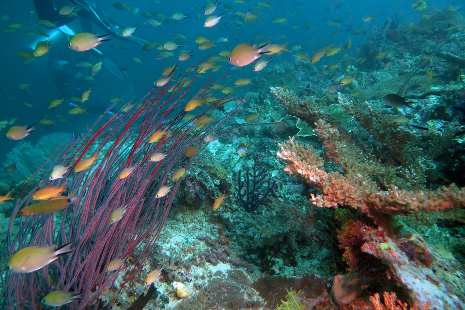 Chromis scotochiloptera, Pseudanthias huchtii, Ellisella sp.