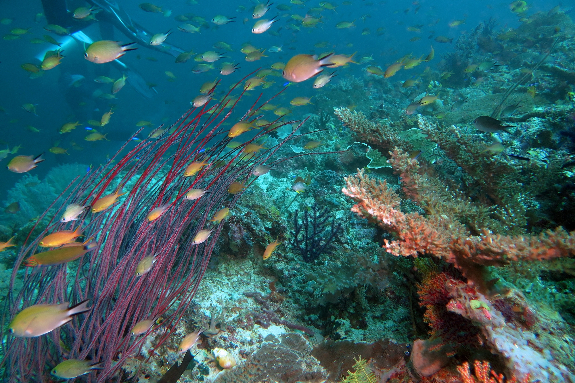 Chromis scotochiloptera, Pseudanthias huchtii, Ellisella sp.