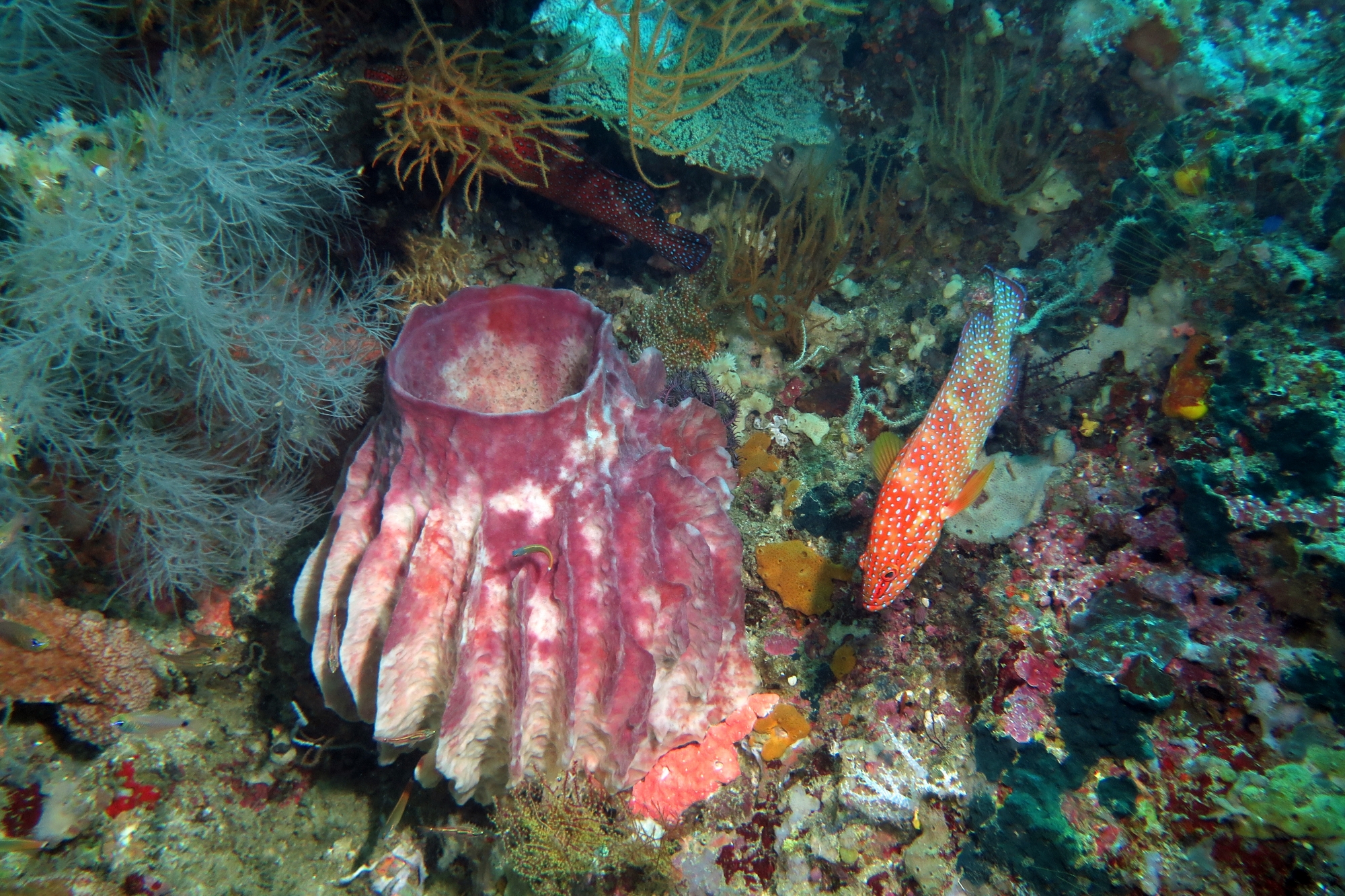 Xestospongia testudinaria, Cephalopholis miniata