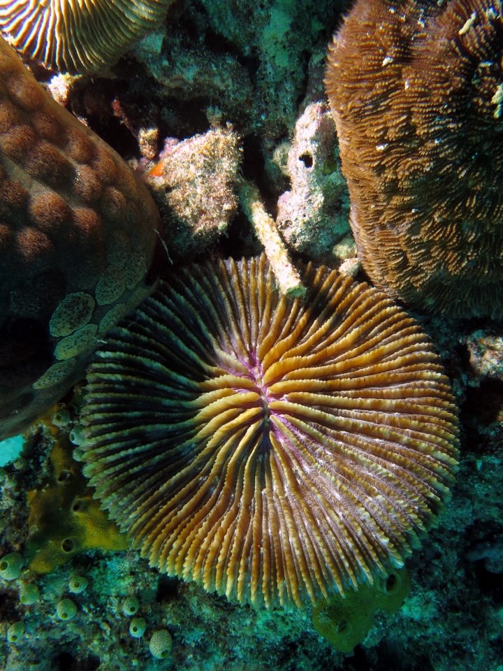 Fungia fungites