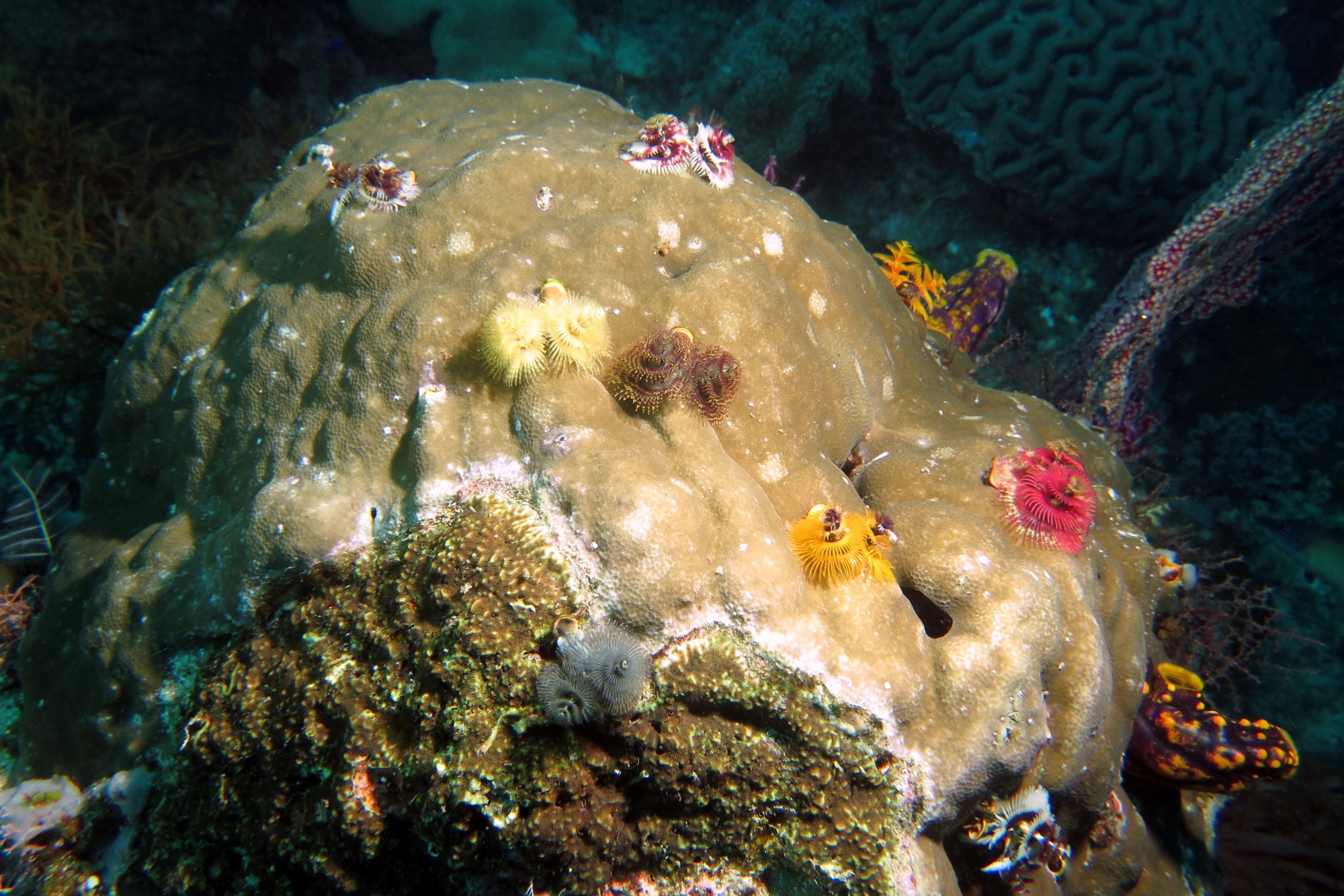 Spirobranchus giganteus