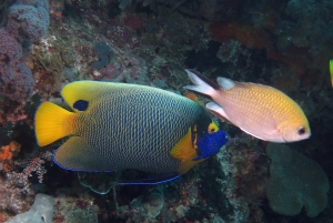 Pomacanthus xanthometopon, Chromis scotochiloptera