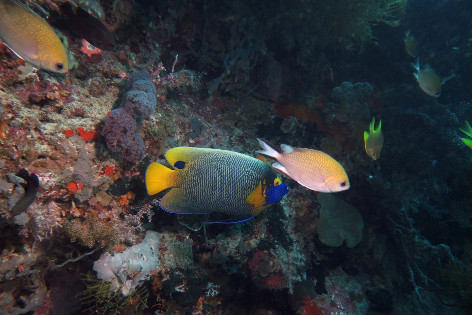 Pomacanthus xanthometopon, Chromis scotochiloptera