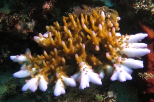 Acropora sp.