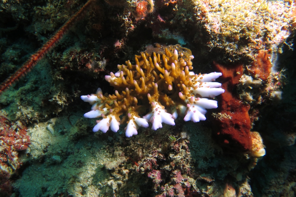 Acropora sp.